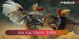 giao diện app đá gà trực tiếp daga4k.com
