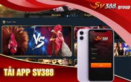 giao diện app đá gà trực tiếp dressed