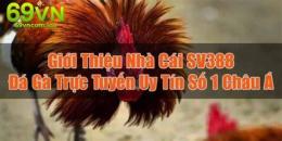 giao diện app đá gà trực tiếp số 1