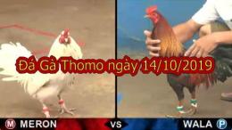 giao diện app đá gà trực tiếp thomo ngày 14