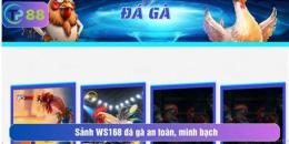 giao diện app đá gà trực tiếp ws168