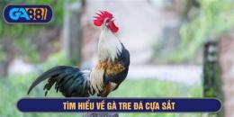 giao diện app ga ben tre da cua sat