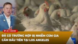giao diện app gà chọi bị trắng da
