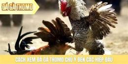 giao diện app gà chú cọp đá thomo