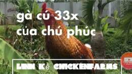 giao diện app gà cú phúc bình dương đá thomo