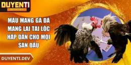 giao diện app gà đá mang tai