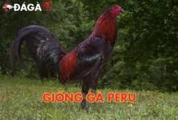 giao diện app gà đá peru