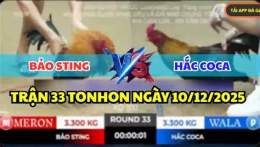 giao diện app gà đá thomo bữa nay bảo sting