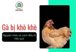 giao diện app gà đá về bị khò khè