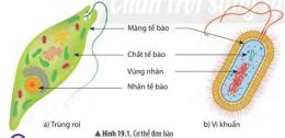giao diện app gà là động vật đa bào