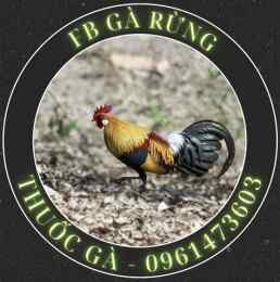 giao diện app gà rừng đá hay không