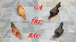 giao diện app gà tre bắc tít đá nhau