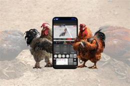 giao diện app kinh nghiệm cá cược đá gà