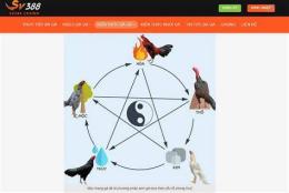 giao diện app màu mạng gà đá tháng 2 năm 2024
