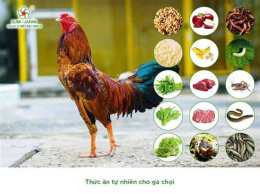 giao diện app thức ăn cho gà đá cựa