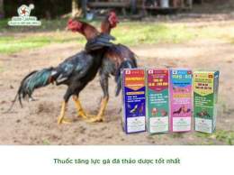 giao diện app thuoc tang luc cho ga da