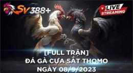 giao diện app tin tức đá gà thomo