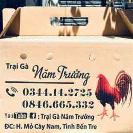giao diện app trại gà đá thắng bến tre