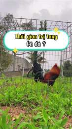 giao diện app trị tang gà đá