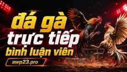 giao diện app trực tiếp bình luận viên đá gà thomo