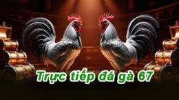 giao diện app trực tiếp c2 đá gà hôm nay