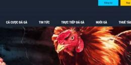 giao diện app trực tiếp casino đá gà