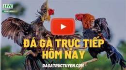 giao diện app truc tiep da ga binh luan vien .com