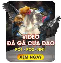 giao diện app trực tiếp đá gà bịp roykin