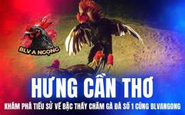 giao diện app trực tiếp đá gà hưng cần thơ
