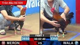giao diện app trực tiếp đá gà thomo 6/10