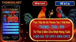 giao diện app trực tiếp đá gà thomo chấm net