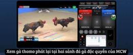 giao diện app xem lại đá gà thomo c3 hôm nay