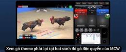 giao diện app xem lại đá gà thomo c3