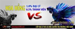 giao diện app xem trực tiếp đá gà thôi mo hôm nay