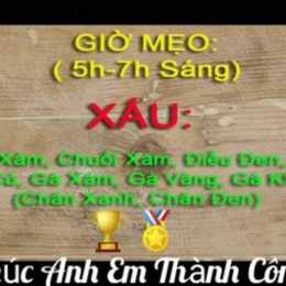 giờ cho gà đá ăn