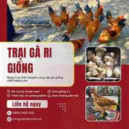 giống gà da giòn