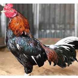 giong ga da moi nhat hien nay