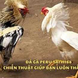 hi88 đá gà