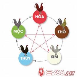 hôm này đá gà màu gì tốt nhất