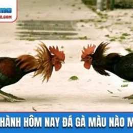 hom nay da ga mau gi