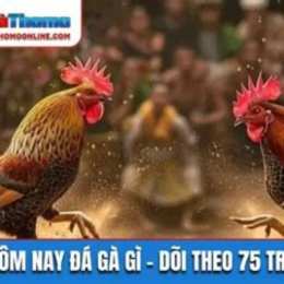 hôm nay đá gà nào tốt