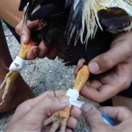 hướng dẫn cách băng cựa gà đá