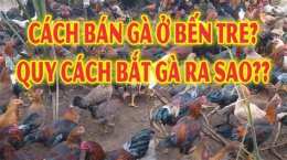 hướng dẫn sử dụng bán gà đá bến tre vừa cập