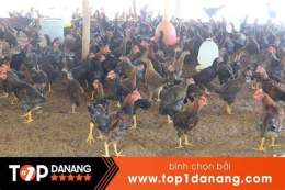 hướng dẫn sử dụng bán gà giống tại đà nẵng