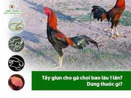 hướng dẫn sử dụng bí kíp đá gà