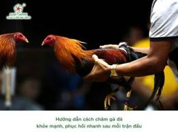 hướng dẫn sử dụng cách chăm gà sau khi đá