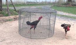 hướng dẫn sử dụng cách huấn luyện gà tre đá hay