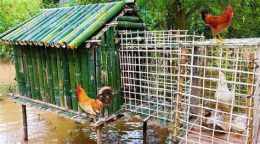 hướng dẫn sử dụng cách làm chuồng gà đá