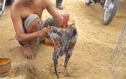 hướng dẫn sử dụng cách làm da gà chọi dày