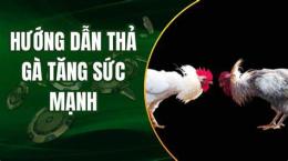 hướng dẫn sử dụng cách nuôi gà đá cựa sắt 89bet01